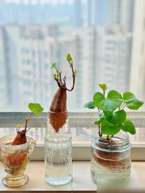 水培蔬菜补硒