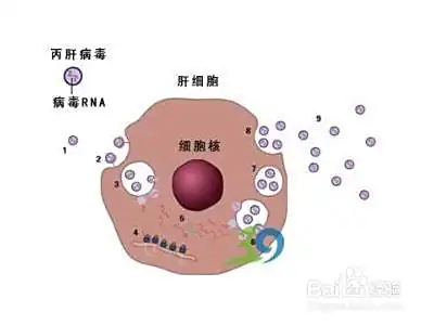 肝炎的早期症状有哪些？