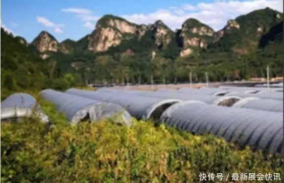 植物怎么补硒