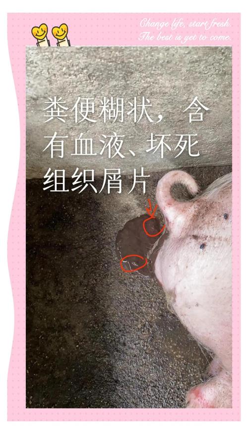 仔猪补硒腹泻