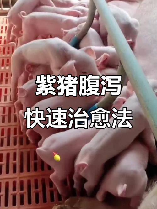 仔猪补硒腹泻