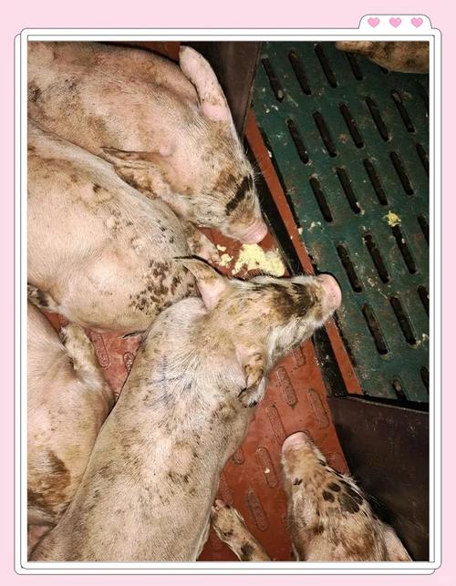 仔猪补硒腹泻