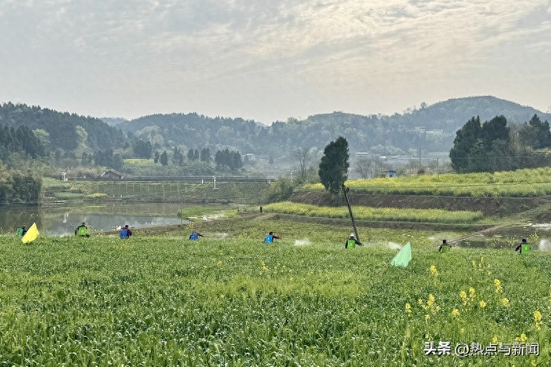 小麦怎么补硒