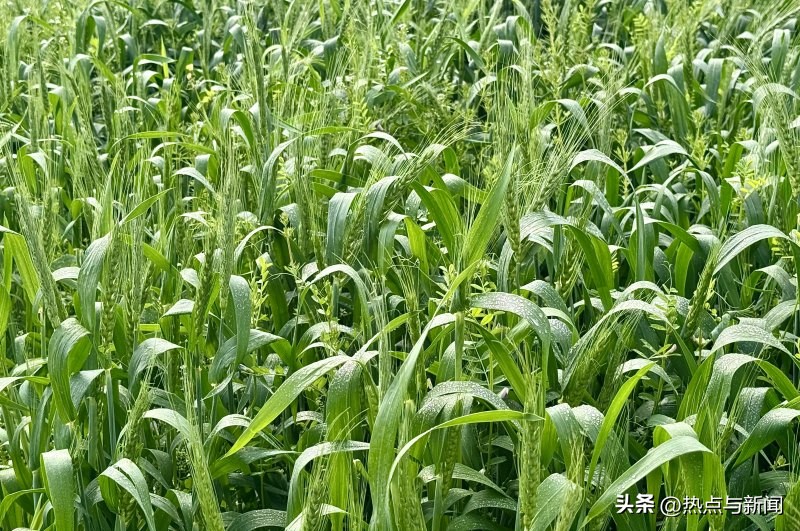 小麦怎么补硒