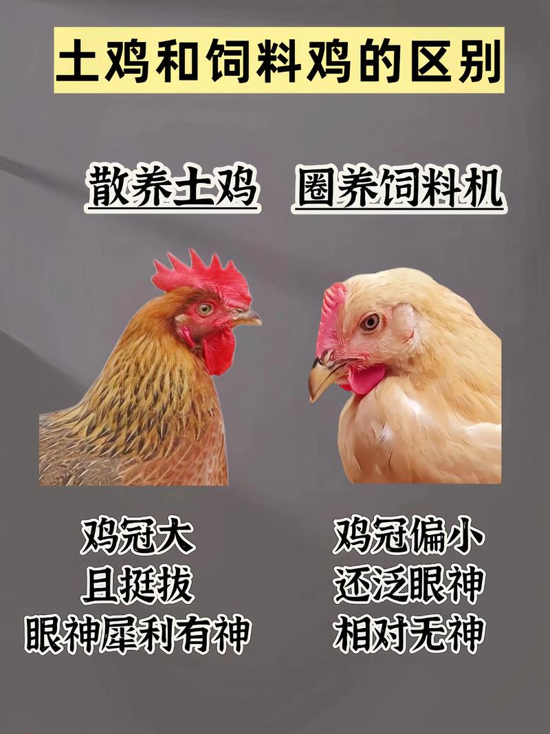 土鸡需要补硒