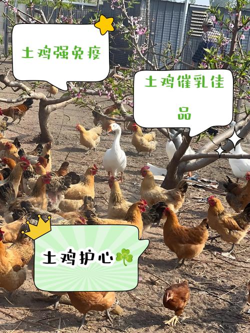 土鸡需要补硒