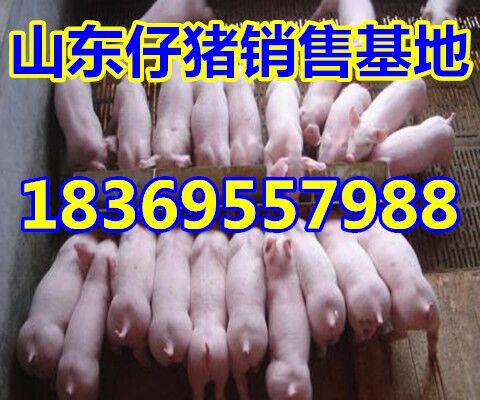 内善仔猪仔猪价格
