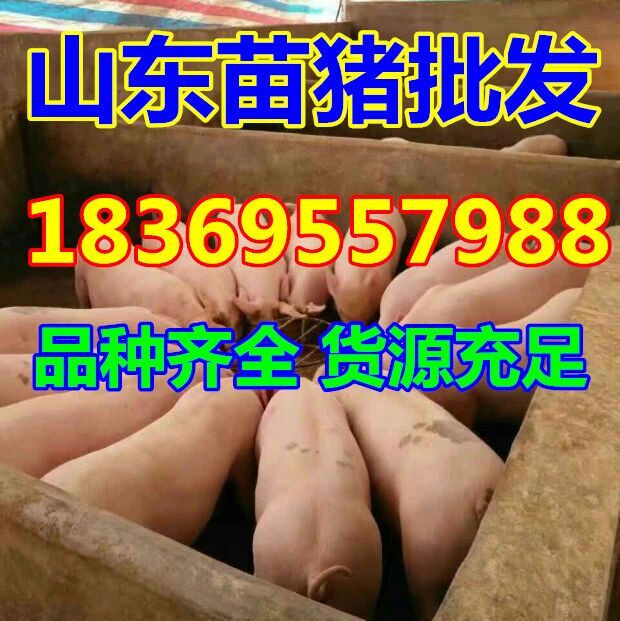 内善仔猪仔猪价格
