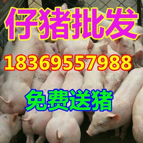 内善仔猪仔猪价格
