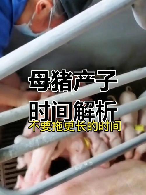 仔猪出生补硒