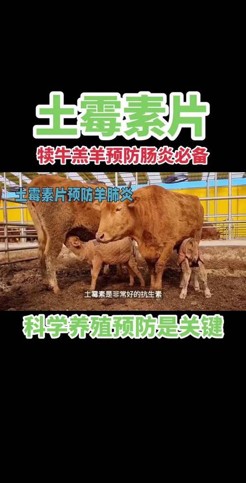 犊牛怎么补硒