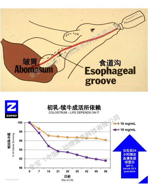 犊牛怎么补硒
