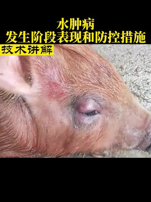 猪仔补硒中毒