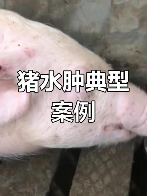 猪仔补硒中毒