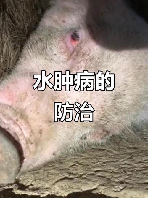 猪仔补硒中毒