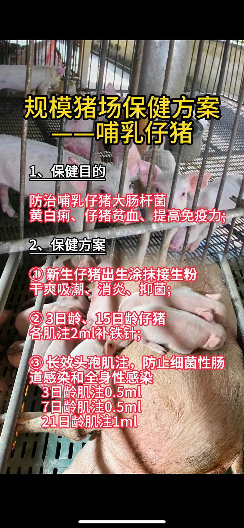 哺乳仔猪补硒