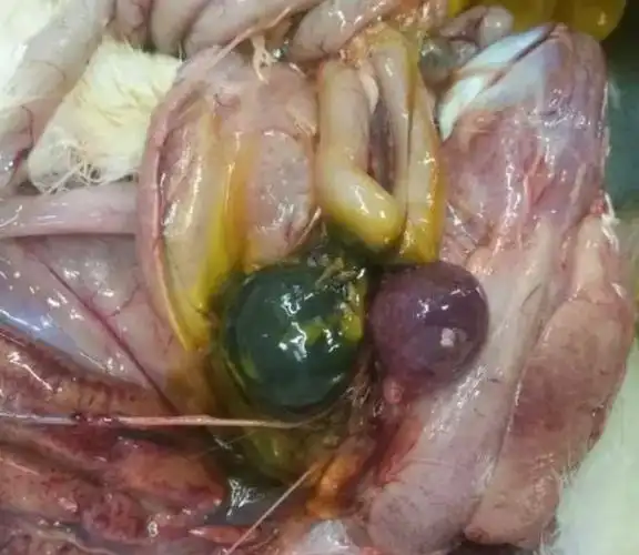 羔羊补硒方法
