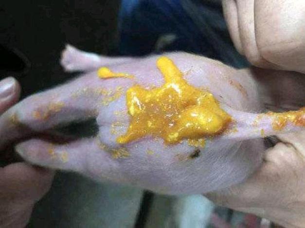 小猪补铁补硒