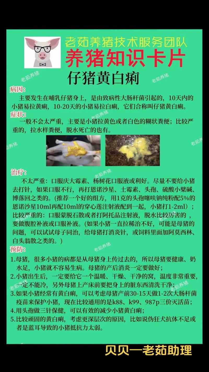 小猪补铁补硒
