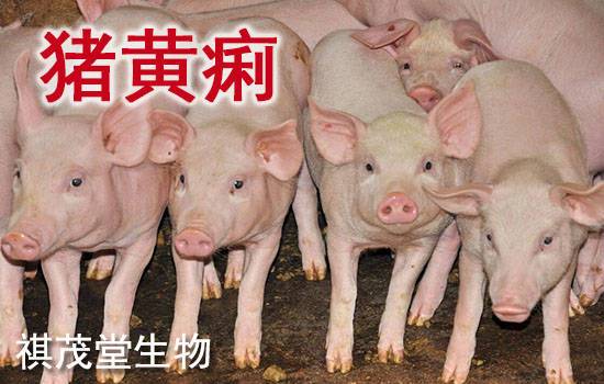 小猪补铁补硒