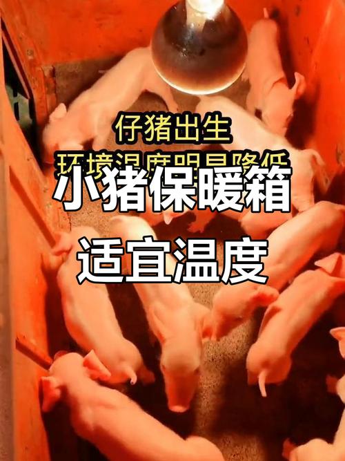 小猪补铁补硒