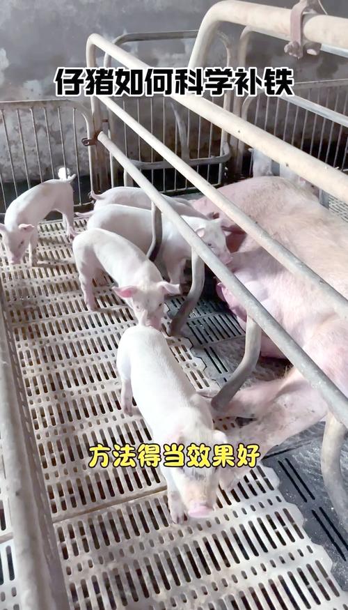 小猪补铁补硒