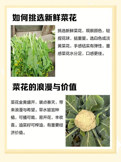 蔬菜如何补硒