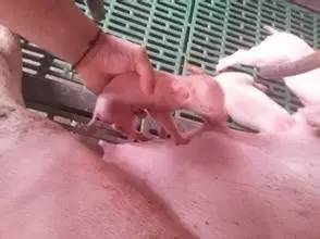 妊娠母猪补硒