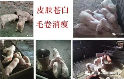 妊娠母猪补硒
