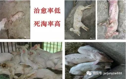 妊娠母猪补硒