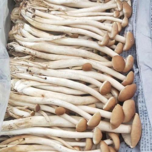 女性补硒食物