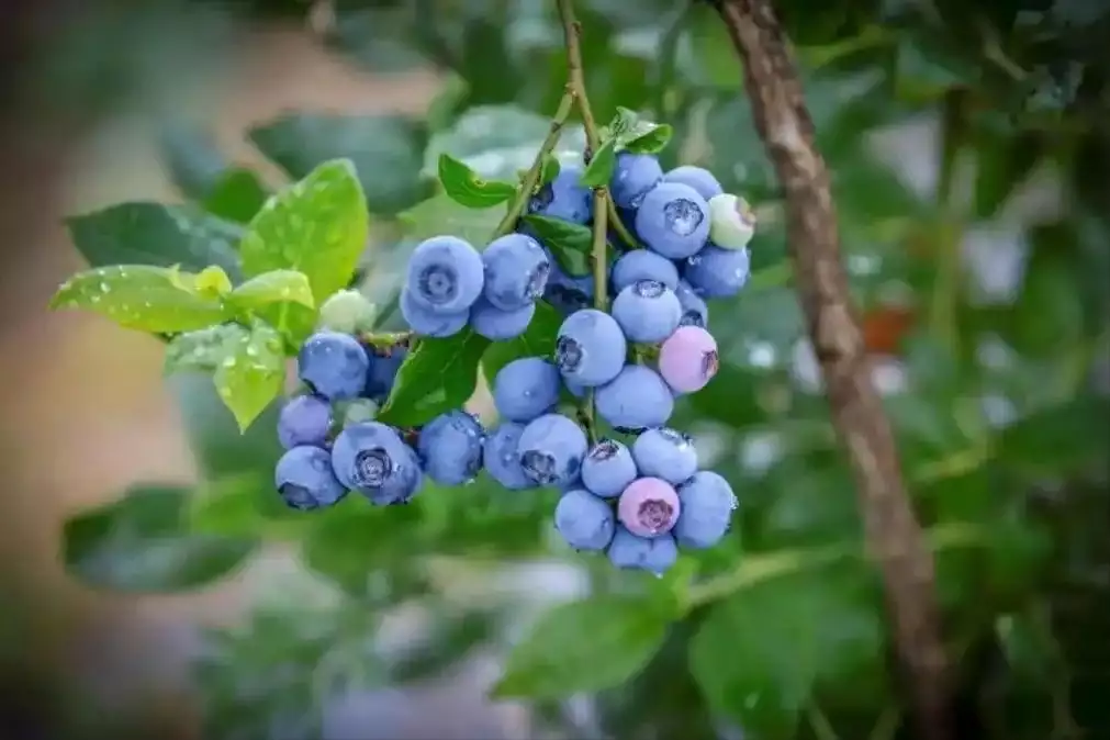 孕妇可以补硒