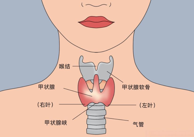补硒最多蔬菜