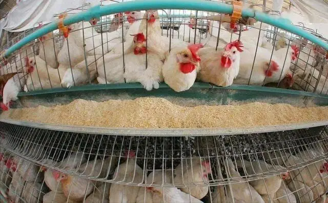 鸡为啥要补硒