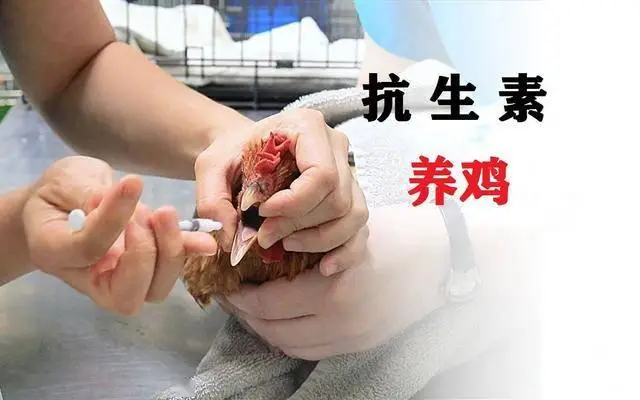 鸡为啥要补硒