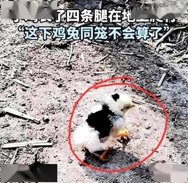 鸡为啥要补硒