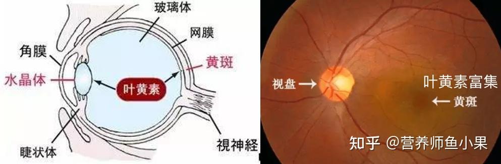 眼睛补硒价格