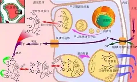 澳洲补硒甲减
