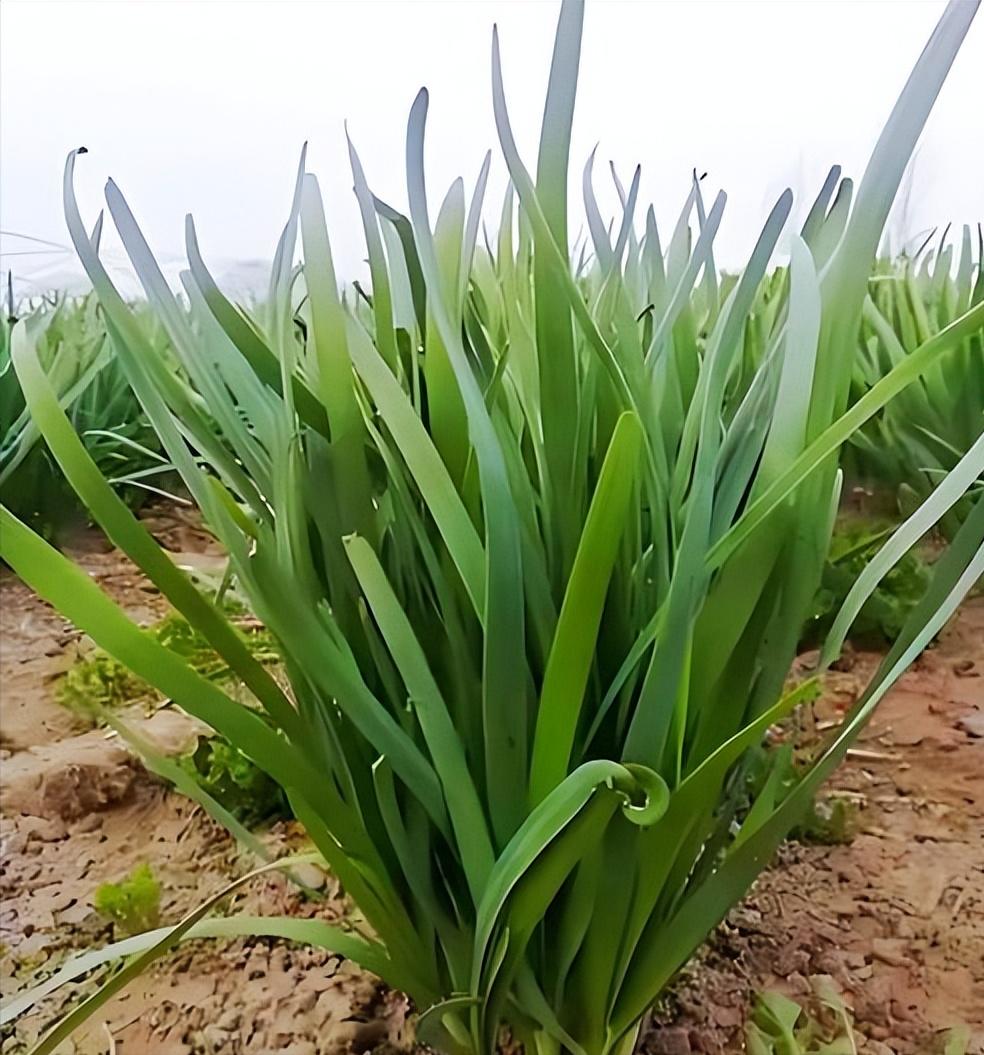 补硒的的蔬菜