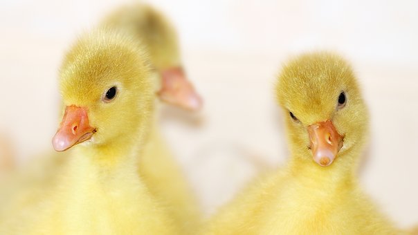鹅肉的营养价值