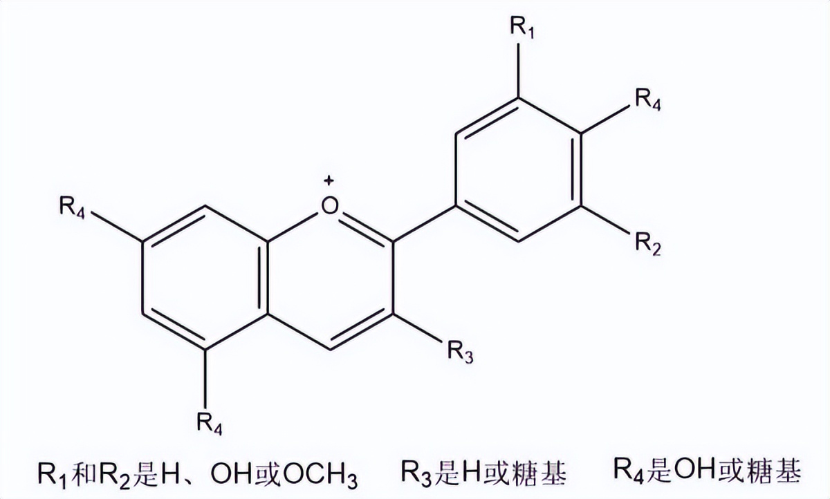 甜菜根补硒嘛