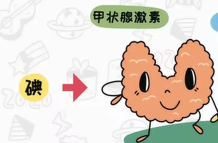 甲减补硒好吗(甲减生活节律调整)-硒宝网