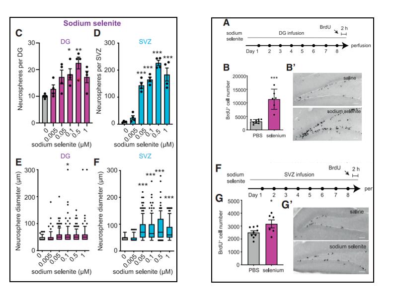 小脑萎缩补硒(硒元素与神经前体细胞增殖)-硒宝网