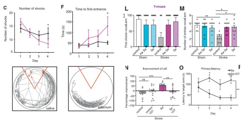 小脑萎缩补硒(硒元素与神经前体细胞增殖)-硒宝网