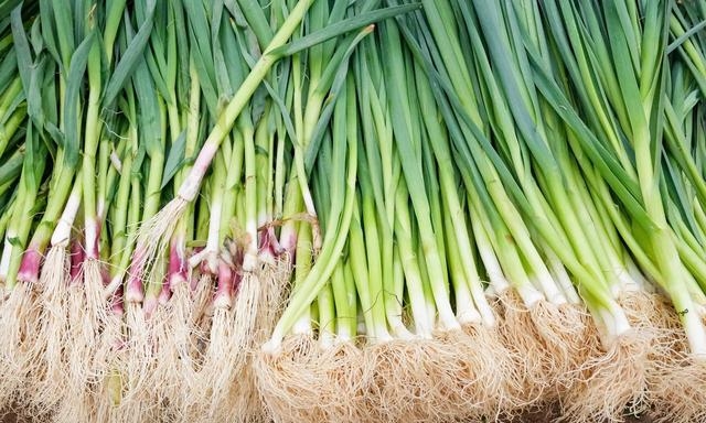 狗需要补硒吗(含硒最高的蔬菜推荐)-硒宝网