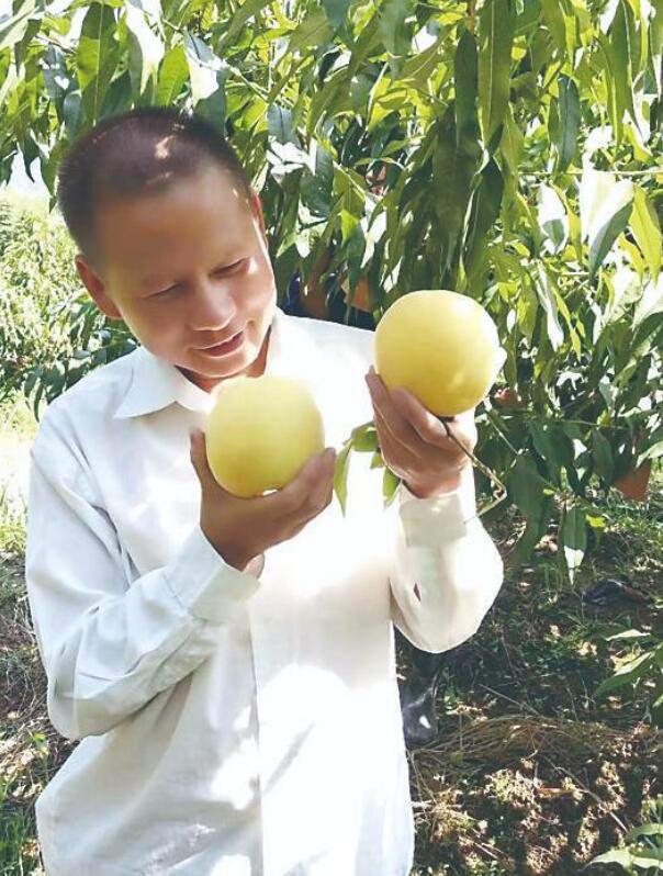 螃蟹能补硒吗(富硒黄桃种植方法)-硒宝网