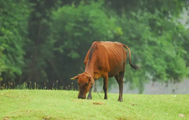 牛补硒的用量（维生素添加剂用量）-硒宝网