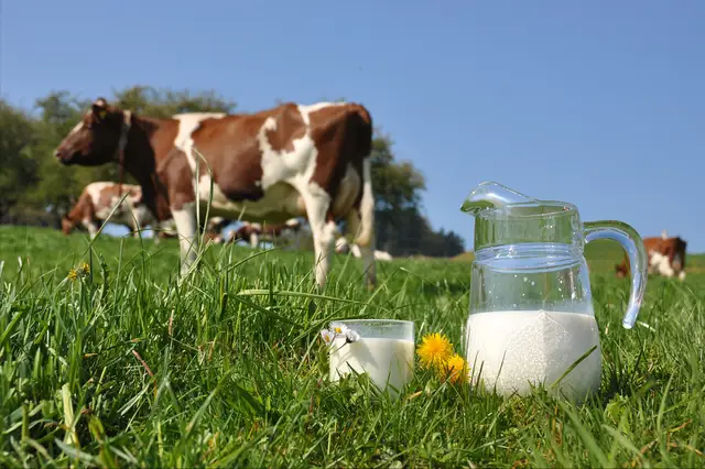 牛补硒的用量（维生素添加剂用量）-硒宝网