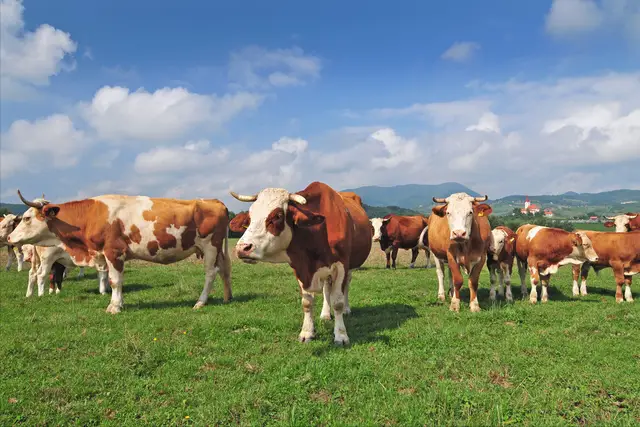 牛补硒的用量（维生素添加剂用量）-硒宝网