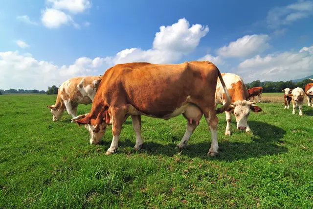 牛补硒的用量（维生素添加剂用量）-硒宝网